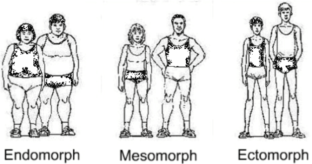 Somatotype and Body Type